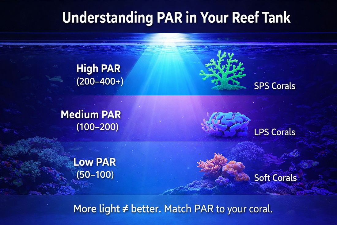 Understanding the Importance of PAR for Healthy Coral Growth