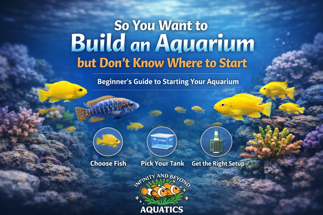 So You Want to Build an Aquarium but Don’t Know Where to Start