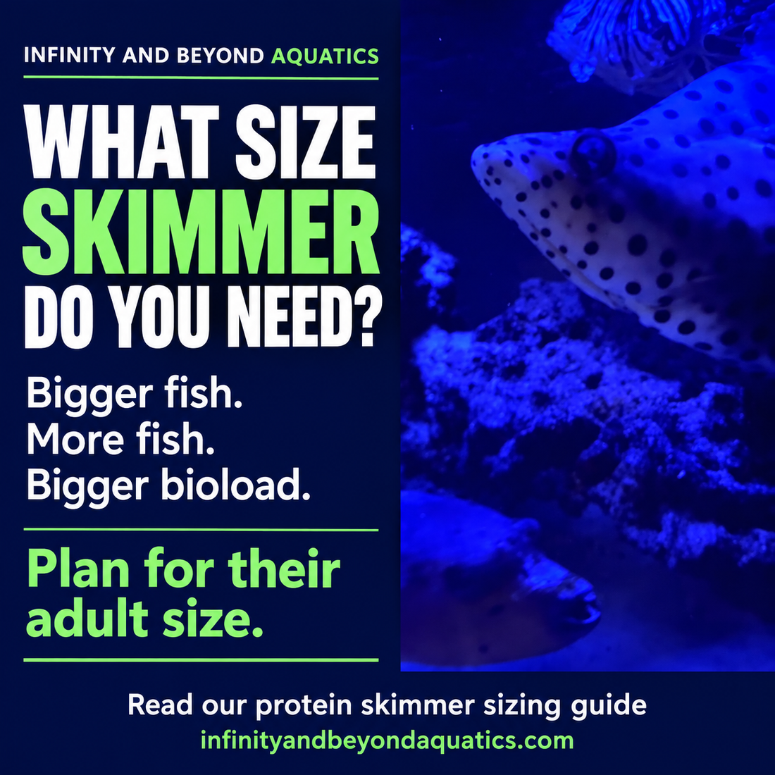 Protein skimmer sizing guide featuring Roy’s panther grouper: bigger fish, more fish, bigger bioload. Plan for their adult size.