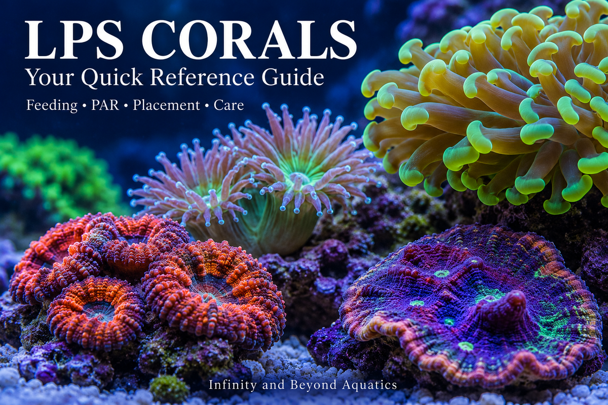 Hammer, Duncan, Micromussa and chalice corals: LPS coral feeding, PAR, placement and care guide.