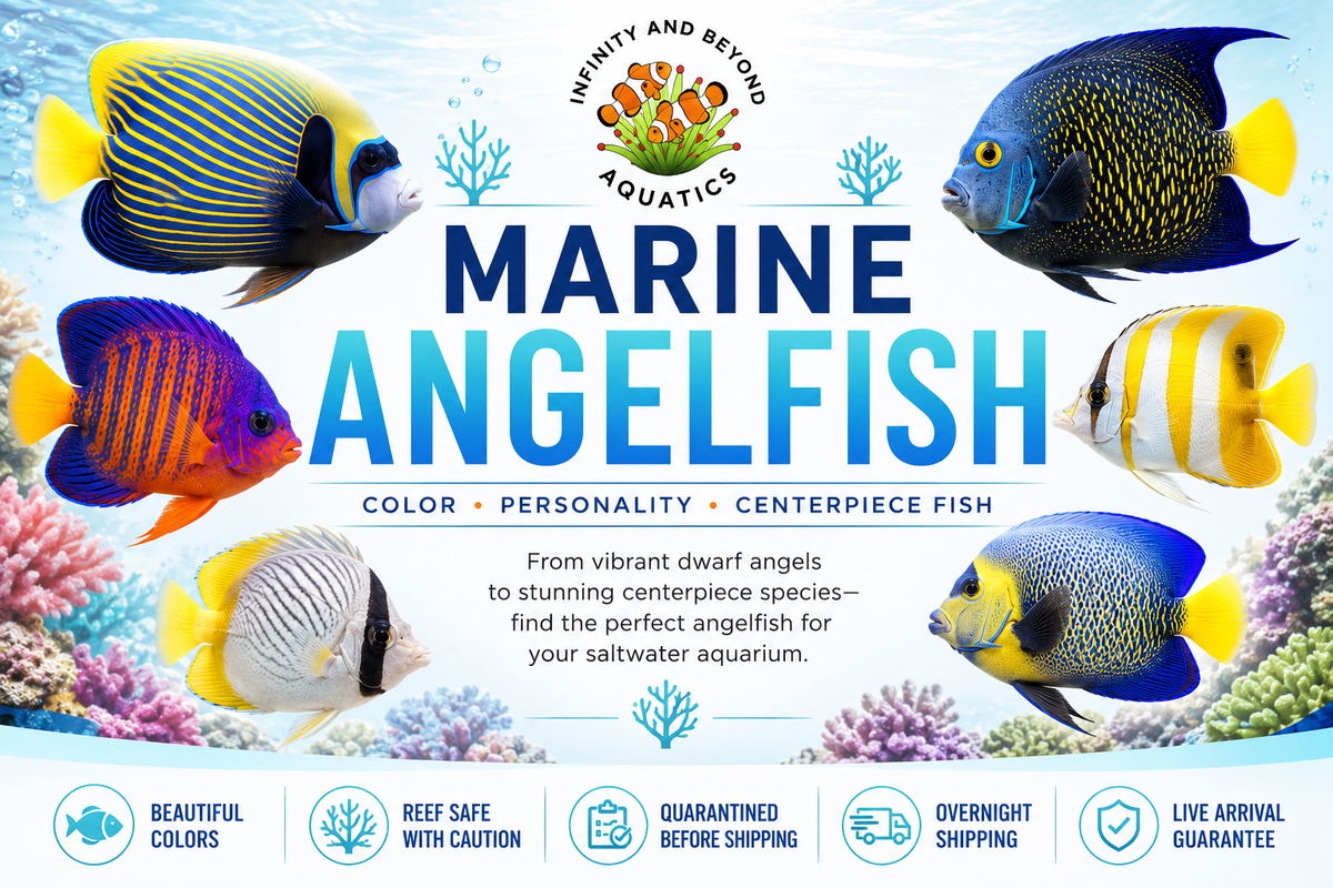 Angle Fish