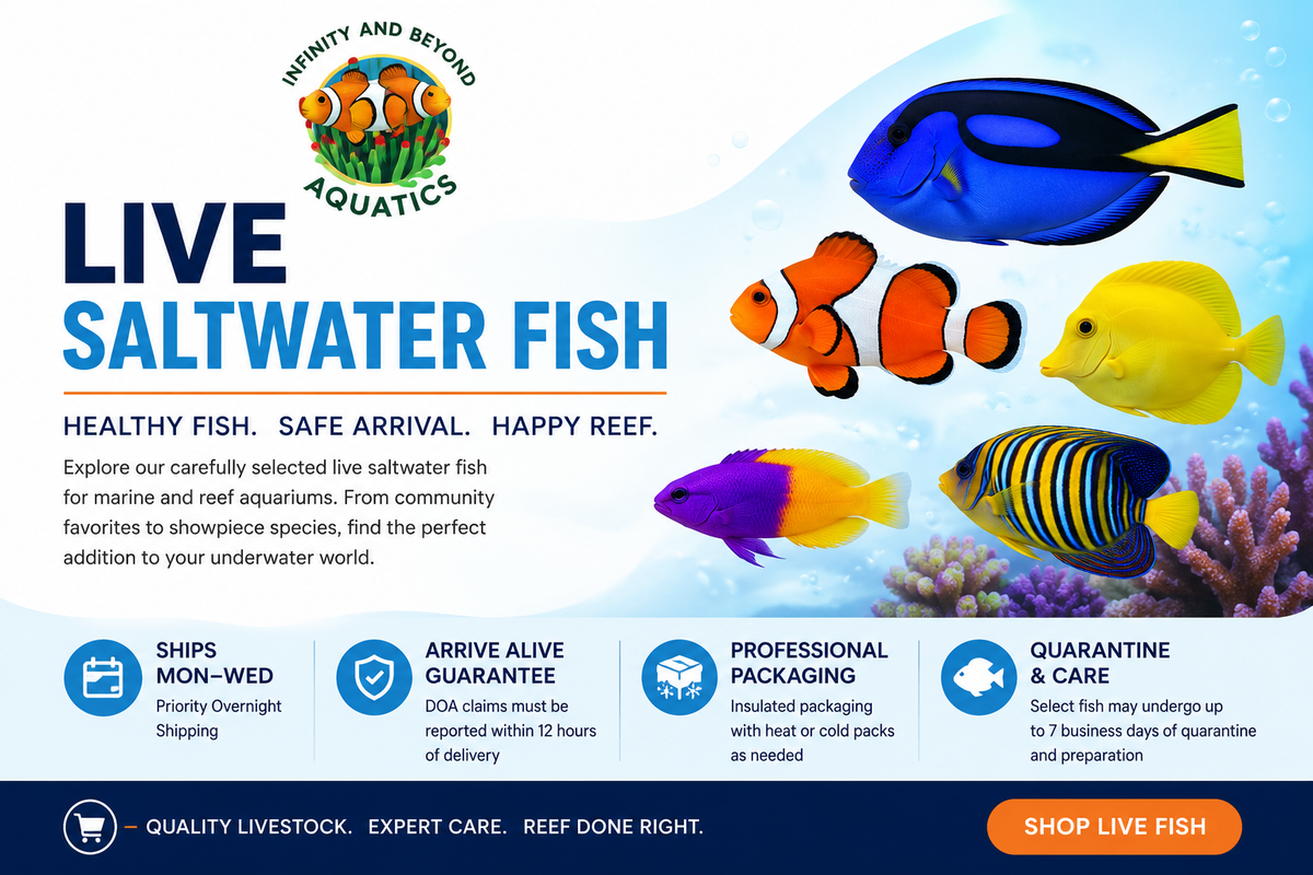 Live Saltwater Fish
