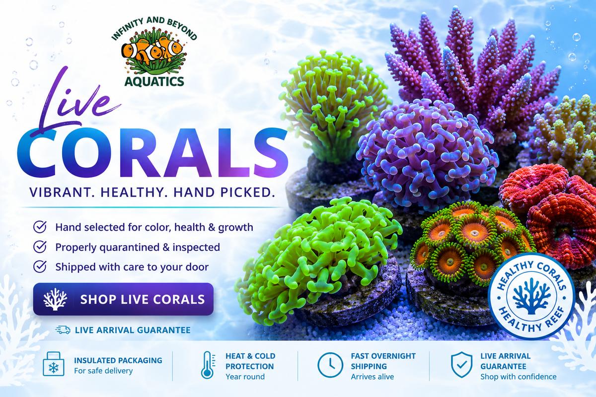 Live Coral
