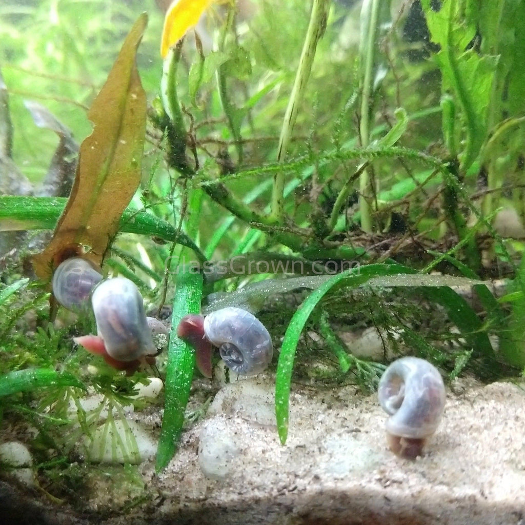 Colorful Ramshorn 10+ Snails