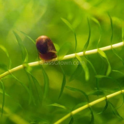 Colorful Ramshorn 10+ Snails