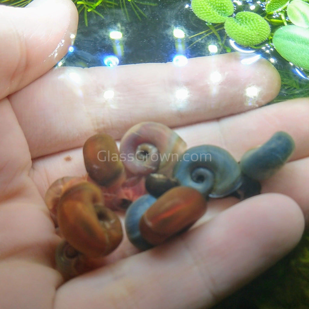 Colorful Ramshorn 10+ Snails