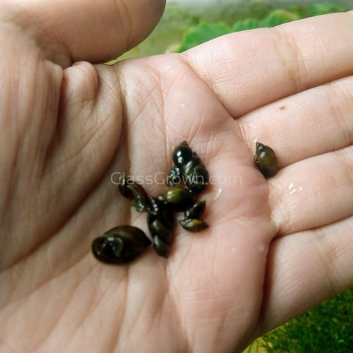 100+ Feeder Snails