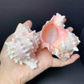 Infinity AquaScape Natural Conch Shells – Hermit Crab Homes & Aquarium Decor (Real Ocean Shells for Tanks & Terrariums)