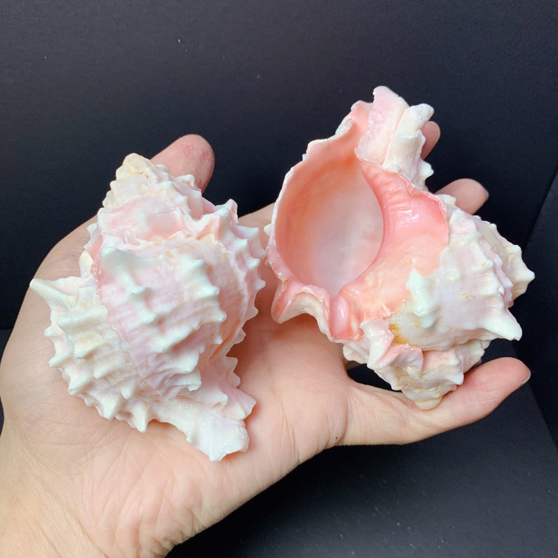 Red Rock Natural Conch Shell Aquarium Decor & Hermit Crab Shells