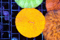 Tangerine Fungia Plate WYSIWYG