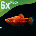 Mickey Mouse Platy 6 Pack