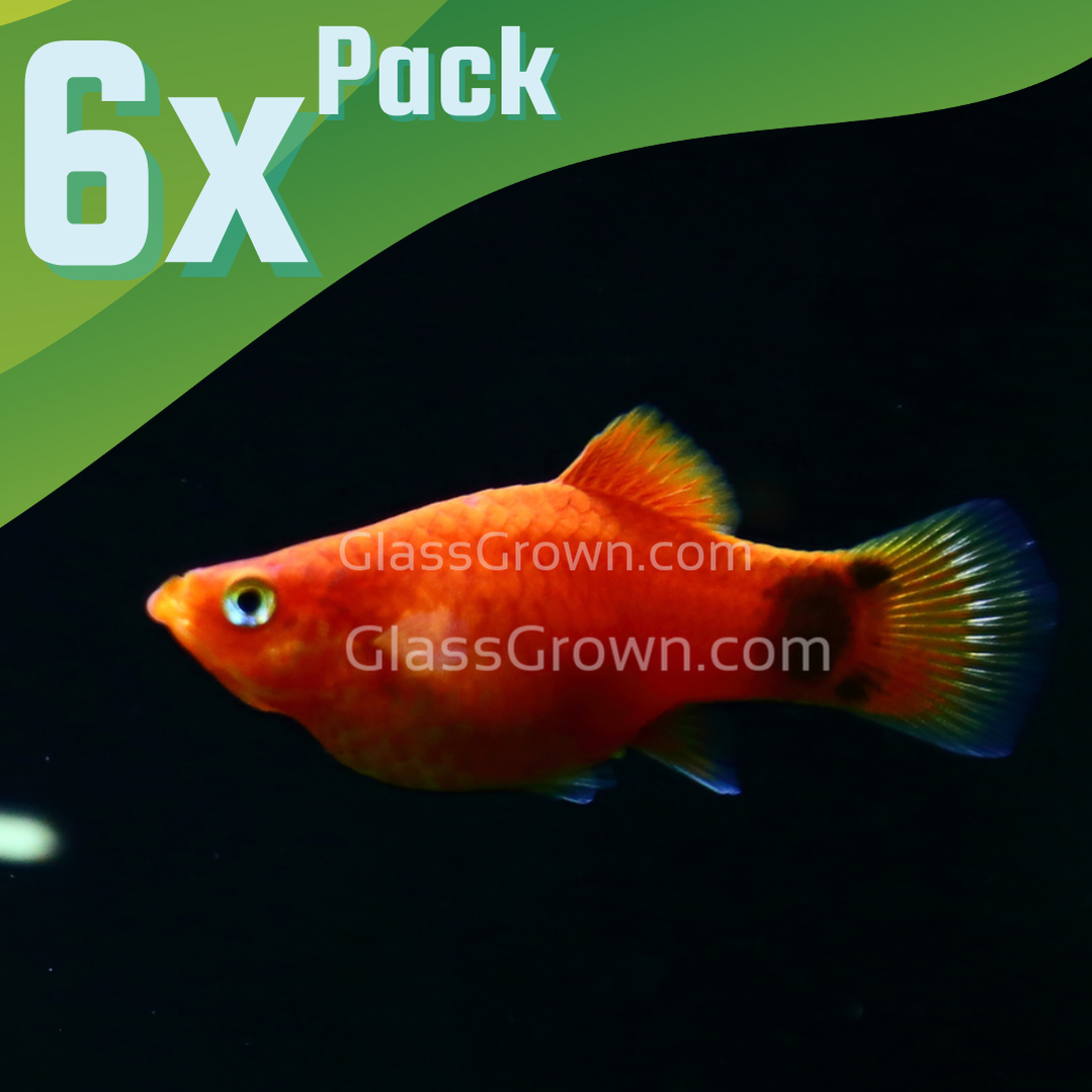 Mickey Mouse Platy 6 Pack