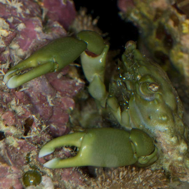 Emerald Crab (Mithraculus sculptus) | Reef-Safe Bubble Algae Cleanup Crab
