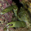 Emerald Crab (Mithraculus sculptus) | Reef-Safe Bubble Algae Cleanup Crab