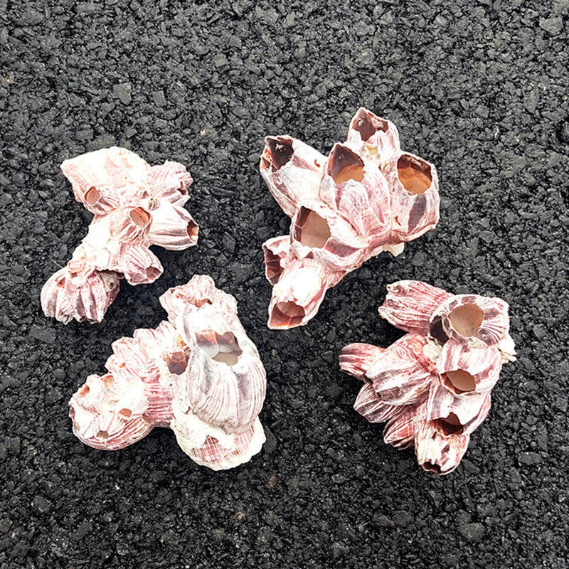 Natural Barnacle Cluster & Shell Conch Fish Tank Landscaaping Decore
