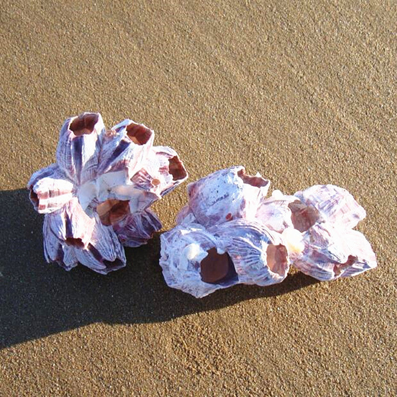 Natural Barnacle Cluster & Shell Conch Fish Tank Landscaaping Decore