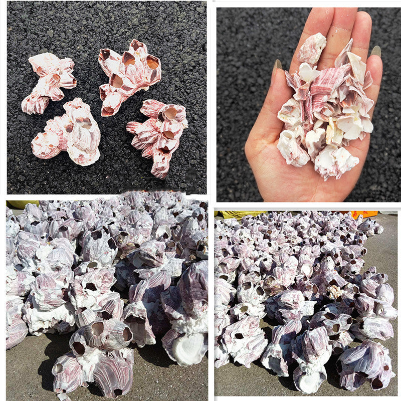 Natural Barnacle Cluster & Shell Conch Fish Tank Landscaaping Decore