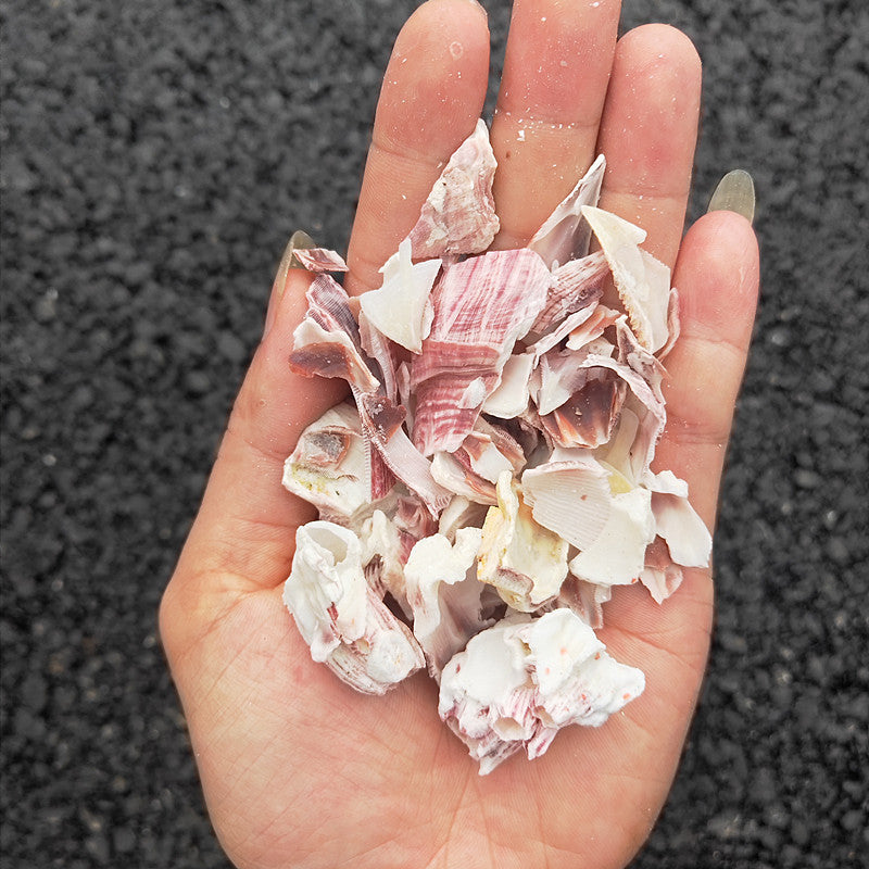 Natural Barnacle Cluster & Shell Conch Fish Tank Landscaaping Decore