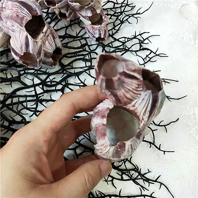 Natural Barnacle Cluster & Shell Conch Fish Tank Landscaaping Decore