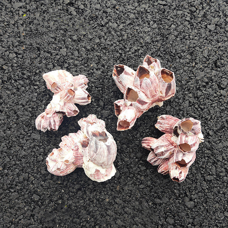 Natural Barnacle Cluster & Shell Conch Fish Tank Landscaaping Decore