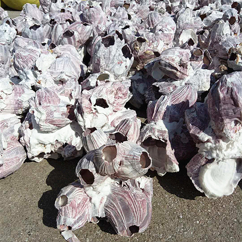 Natural Barnacle Cluster & Shell Conch Fish Tank Landscaaping Decore