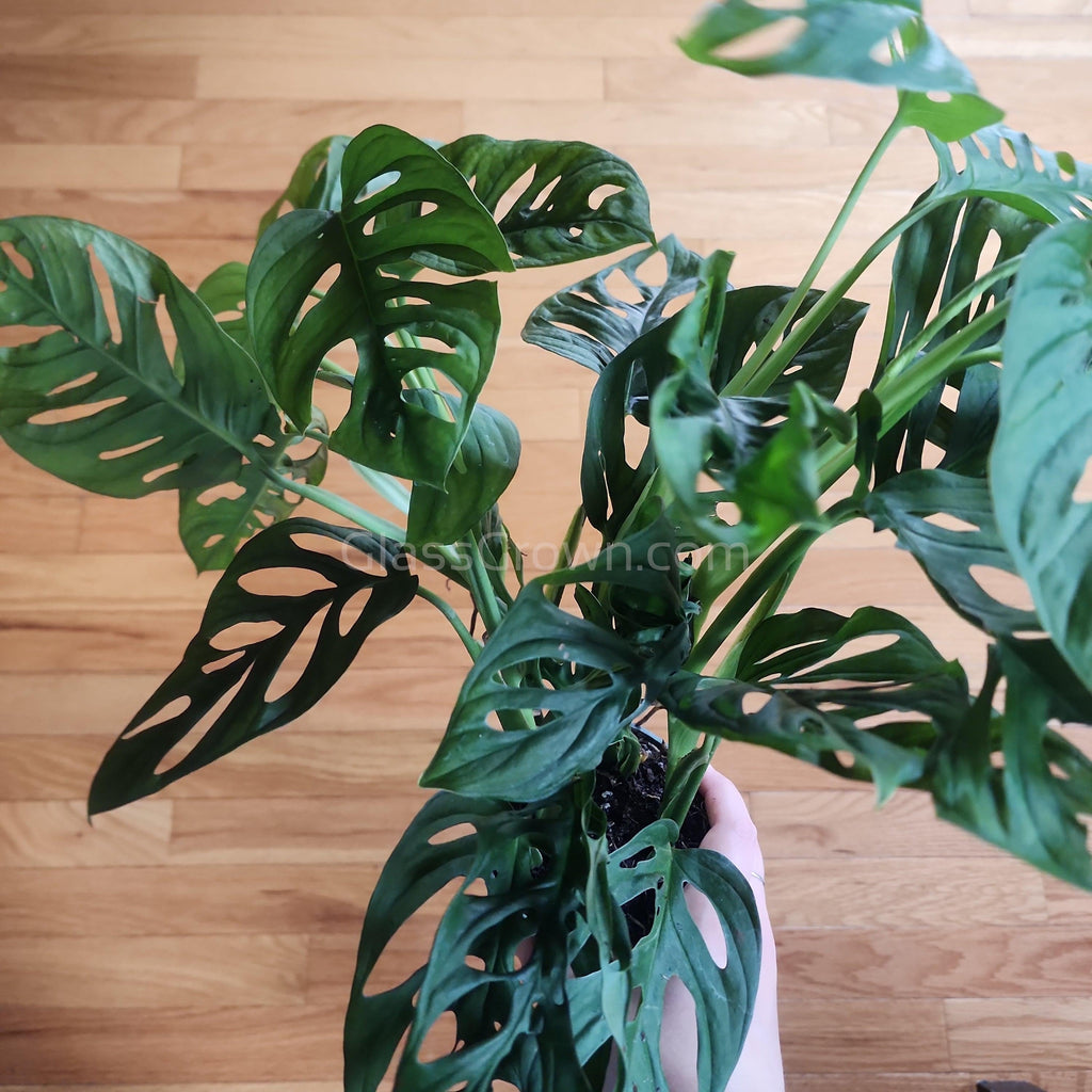 Swiss Cheese Vine Rooted Stems or Pots