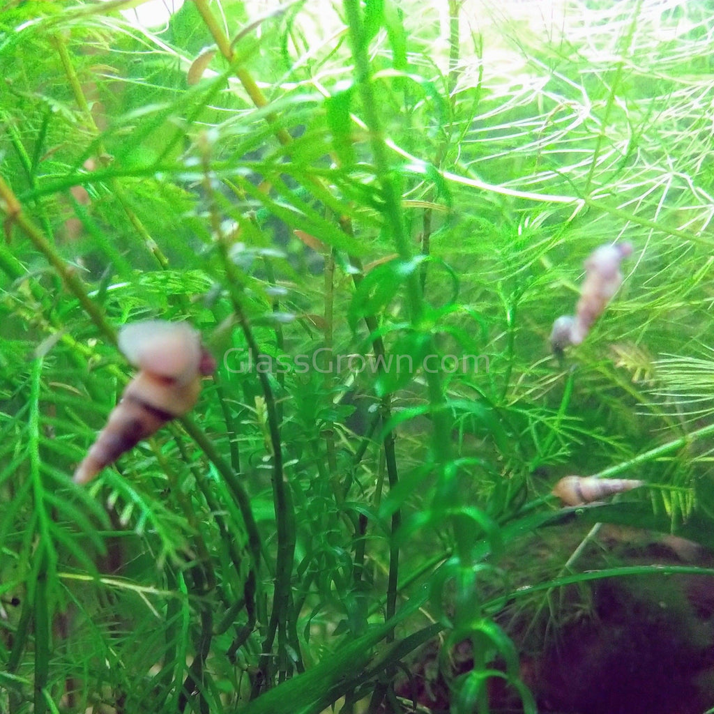 Malaysian Trumpet 20+ Snails