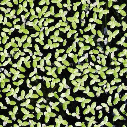 Lesser Duckweed 2oz Portion