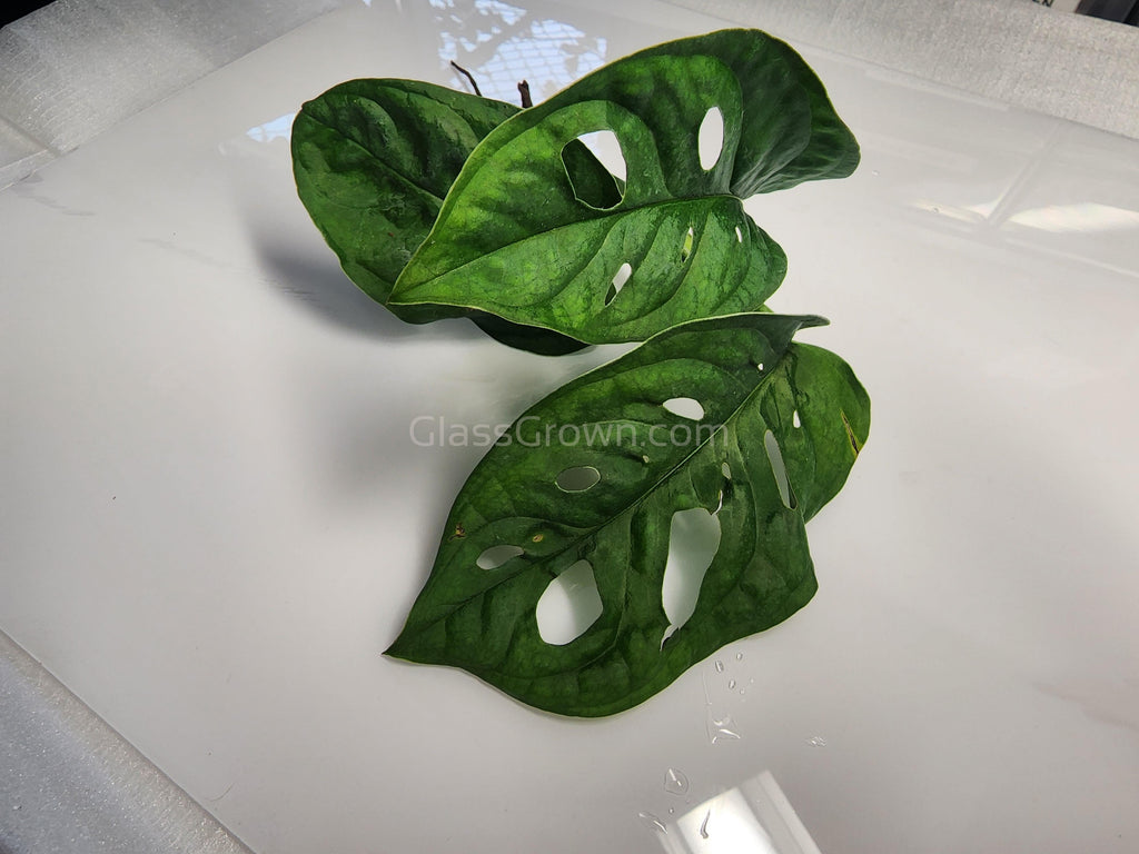 Swiss Cheese Vine Rooted Stems or Pots