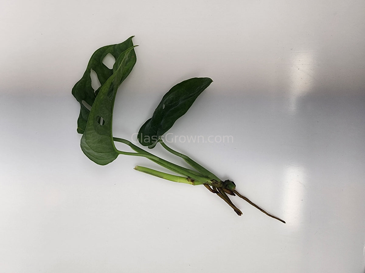Swiss Cheese Vine Rooted Stems or Pots