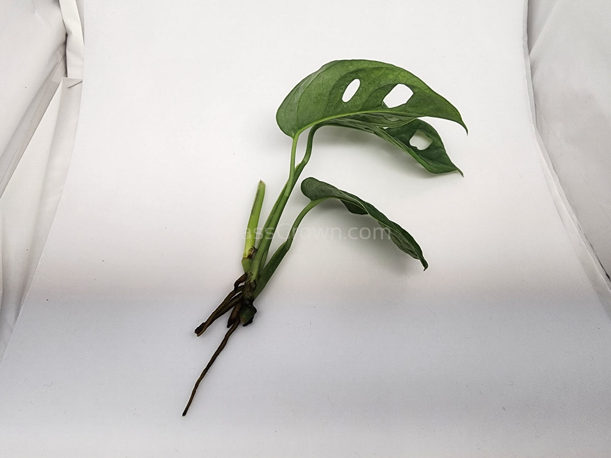 Swiss Cheese Vine Rooted Stems or Pots