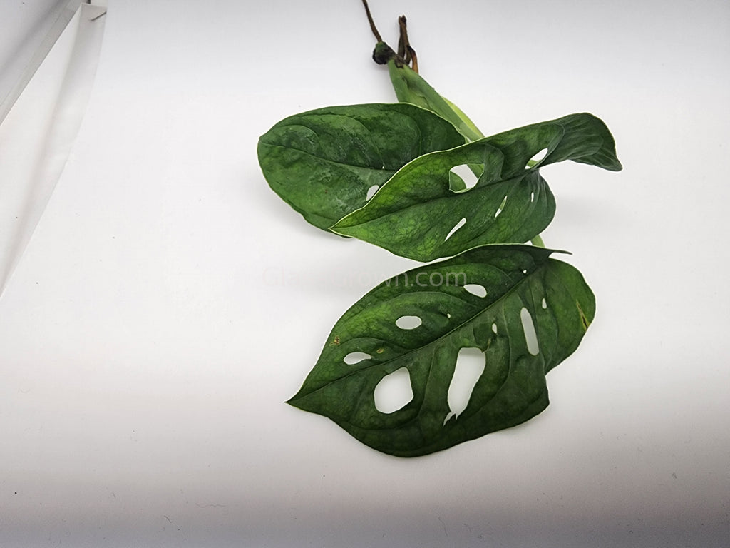 Swiss Cheese Vine Rooted Stems or Pots