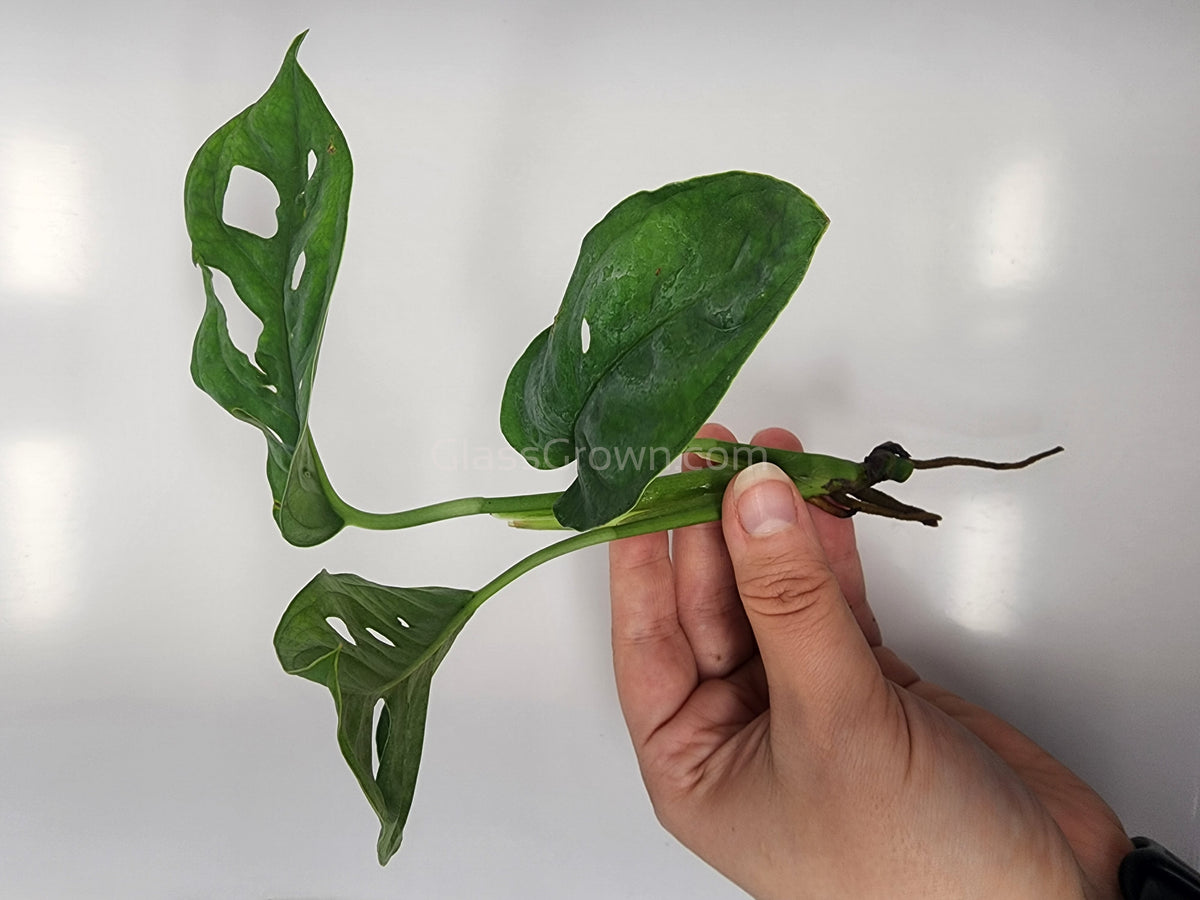 Swiss Cheese Vine Rooted Stems or Pots