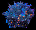 ECC Nexus Burst Anemone