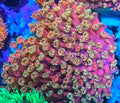 WWC Hollywood Nights Goniopora Colony