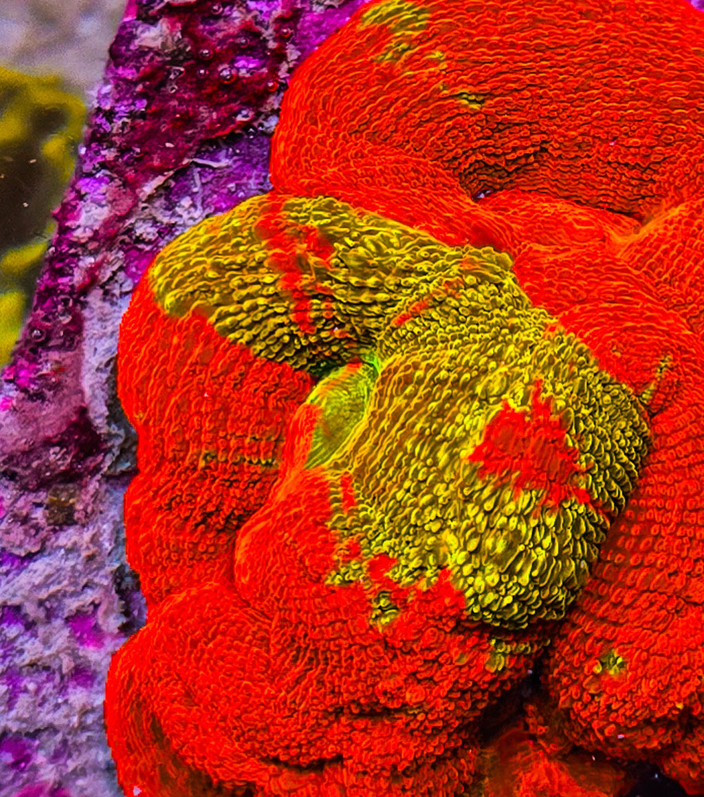UC Golden Master Acan Bowerbanki