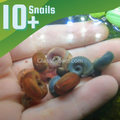 Colorful Ramshorn 10+ Snails