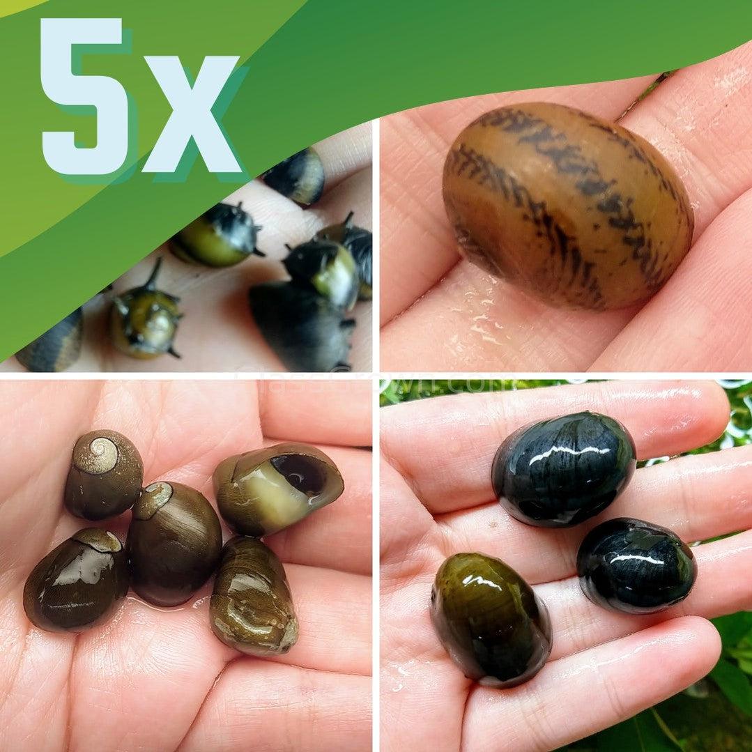 5x Assorted Nerite Snails