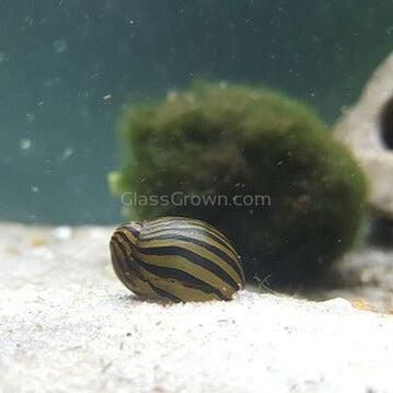 5x Assorted Nerite Snails