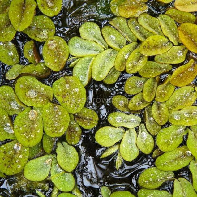 Salvinia Minima 4oz Portion