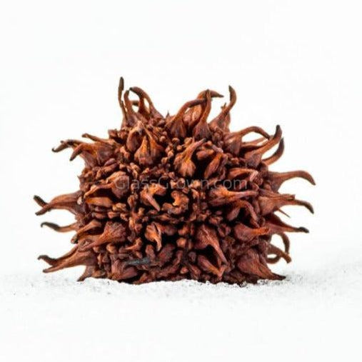 Sweet Gum Pods 3 Pack