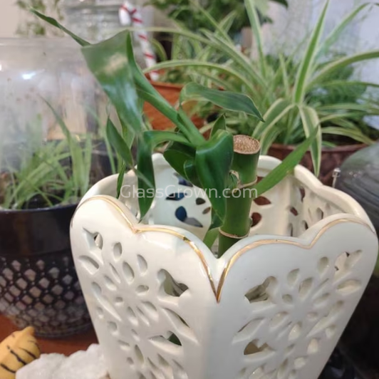 Lucky Bamboo Plant