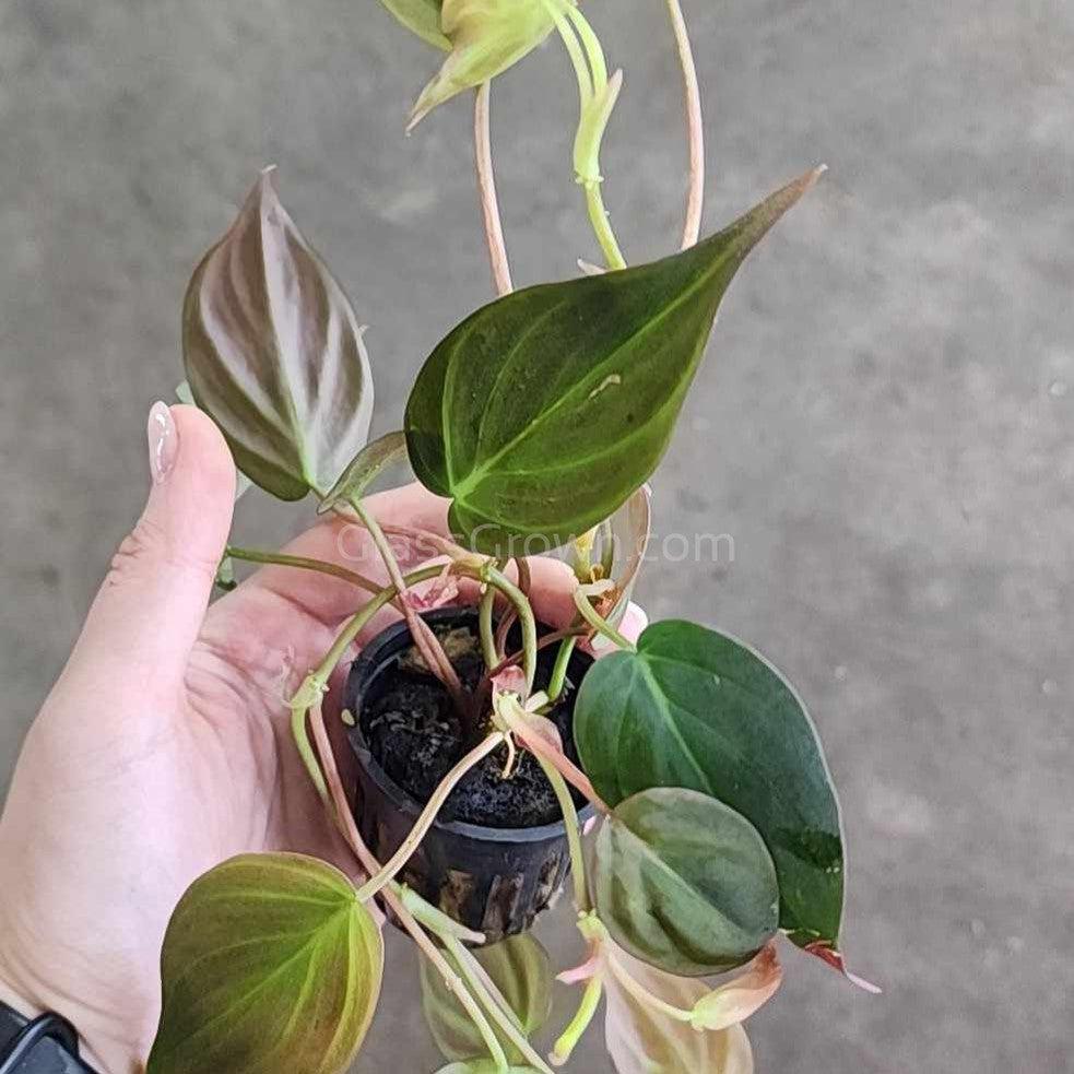 Philodendron Micans Stem Rooted Stems or Pots
