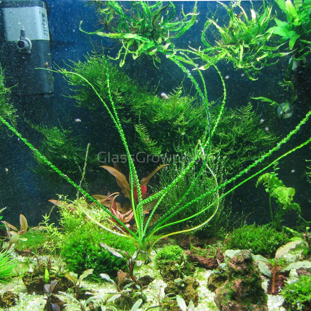 Potted Crinum Calamistratum