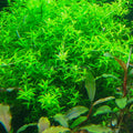 Pearlweed Portion