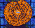 Orange Fungia Plate Coral | WYSIWYG