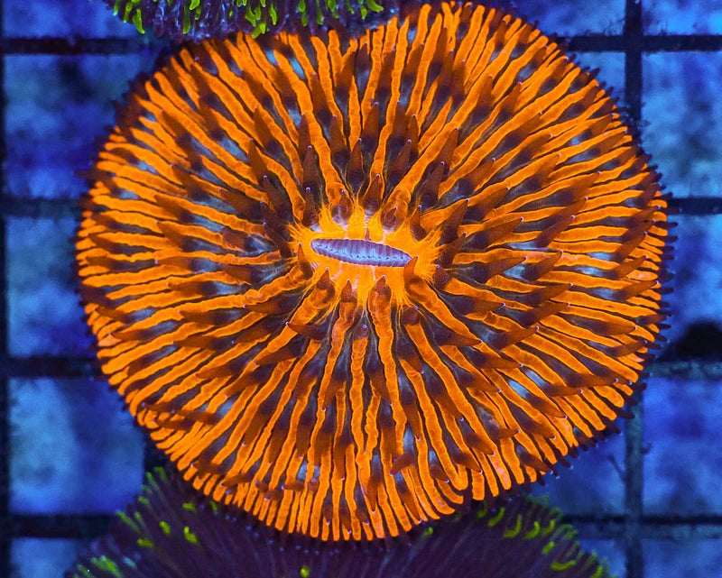 Orange Fungia Plate Coral | WYSIWYG