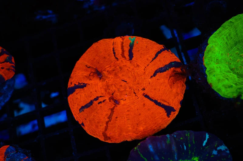 Ultra Darth Maul Scolymia Coral | WYSIWYG