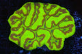 Green and Red Symphyllia Coral Colony | WYSIWYG