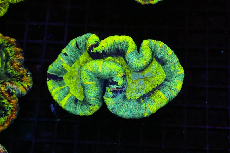 Green Open Brain Trachyphyllia Coral | WYSIWYG